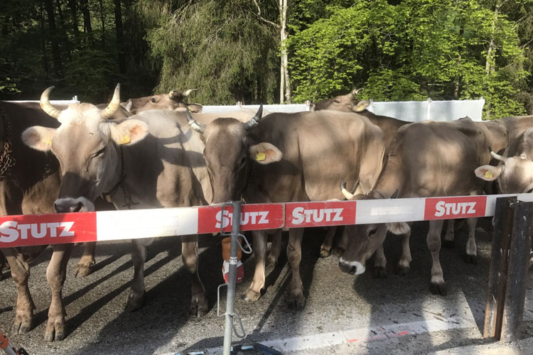 Sanierung der Steinfluebrücke durch die STUTZ AG